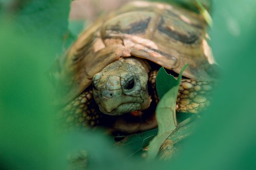 tortoise  reptile  animal