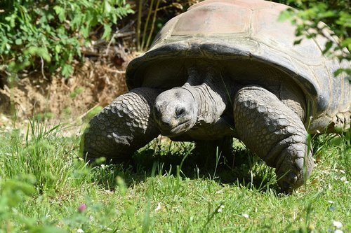 tortoise  turtle  armored