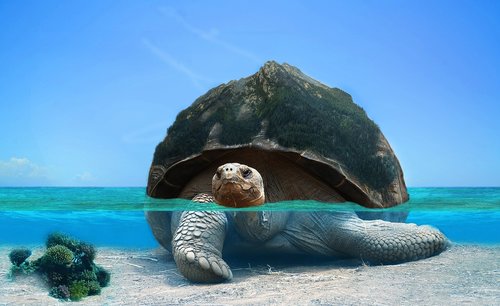 tortoise  water  photoshop