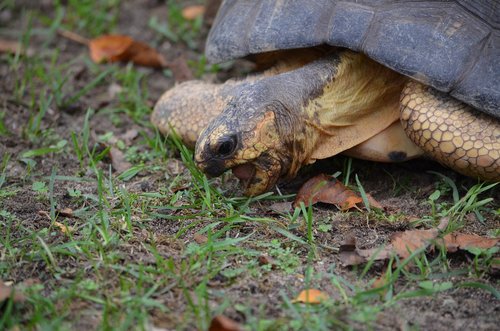 tortoise  shell  reptile