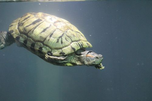 tortoise turtle water