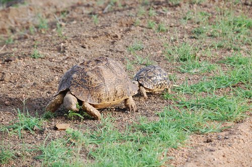 tortoise  wild  animal