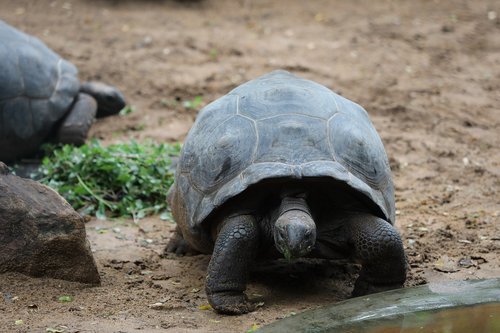 tortoise  sand  grass