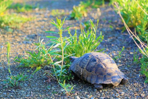tortoise  nature  animal