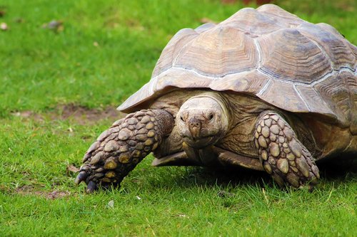 tortoise  head  turtle