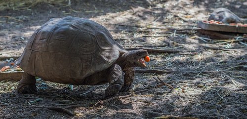 tortoise  eating  animal