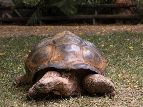tortoise  large  slow