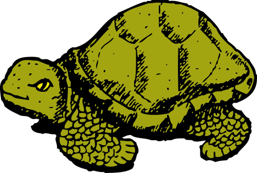 tortoise green wildlife