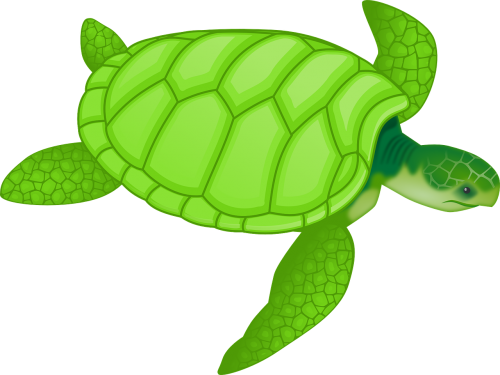 tortoise green reptiles