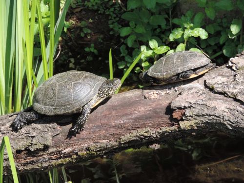 tortoise turtle water turtle