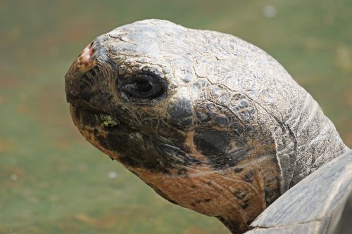 tortoise galápagos giant tortoise portrait