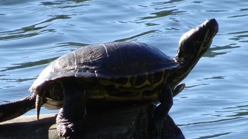 Tortoise On A Rock