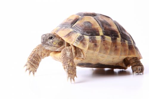 Tortoise On White Background