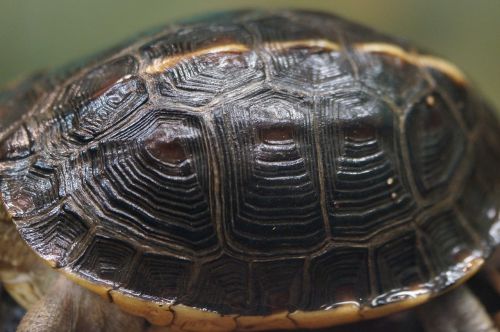 tortoise shell turtle panzer