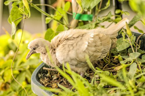 Turtle Dove