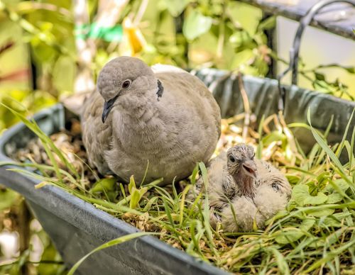 Turtle Dove