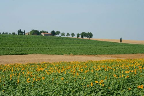 toscana italy meadow