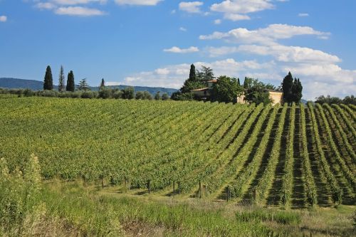 toscana italy vine