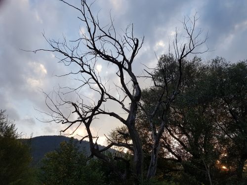 Dead Tree At Sunset