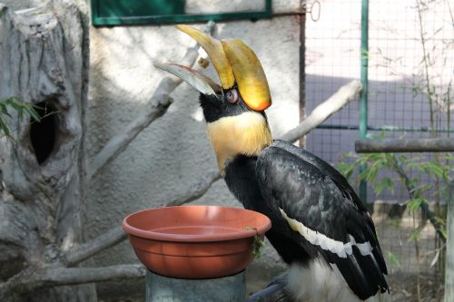 toucan bird beak