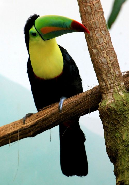 toucan bird tropical bird