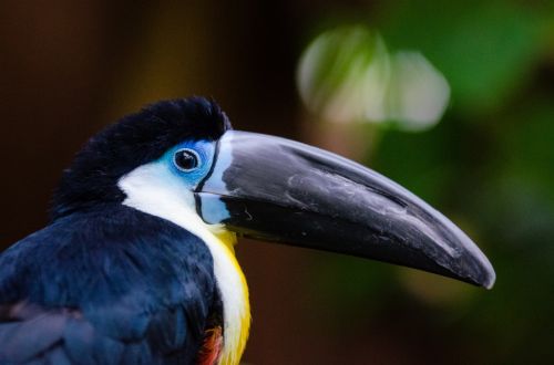 Toucan