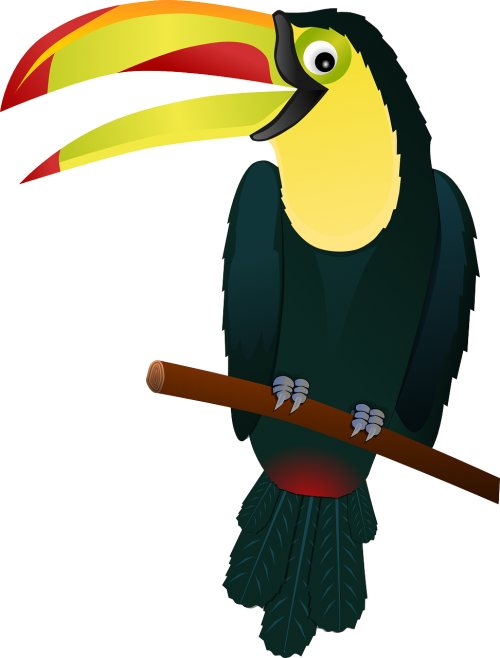 toucan bird tropical