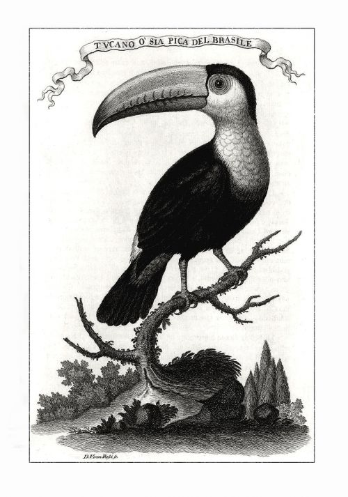 toucan bird brazilian