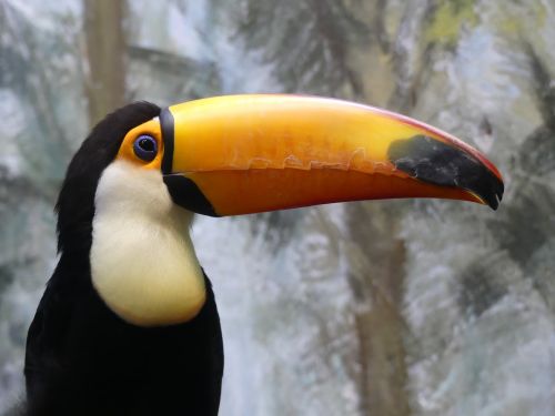toucan bird nature