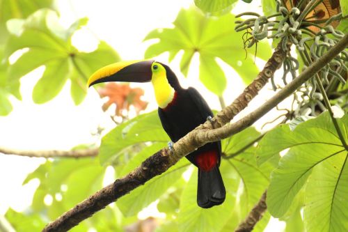 toucan brown back-toucan costa rica
