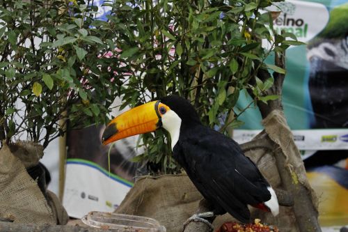 toucan animal bird
