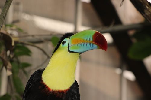 toucan keel bird