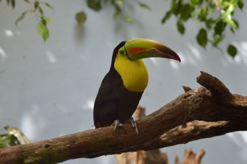 toucan bird tropical