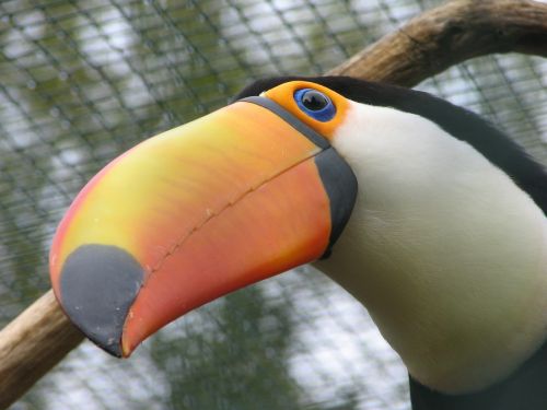 toucan bird bill
