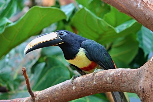 toucan black macaws sari pteroglossus aracari