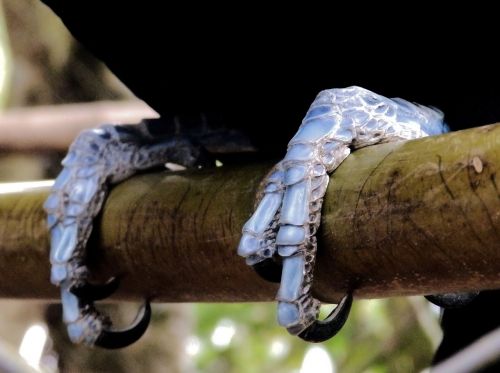 toucan claws bird