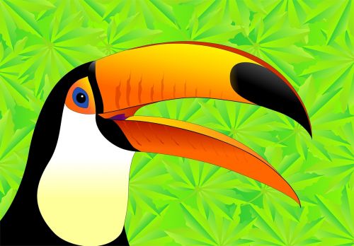 toucan bird bird of paradise