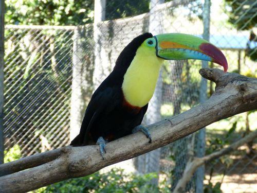toucan tropical bird bird
