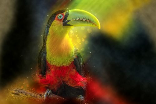toucan animal bird