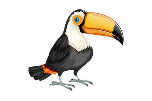 toucan  bird  nature
