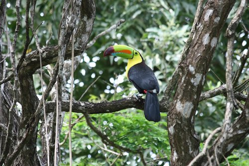 toucan  forest  tree