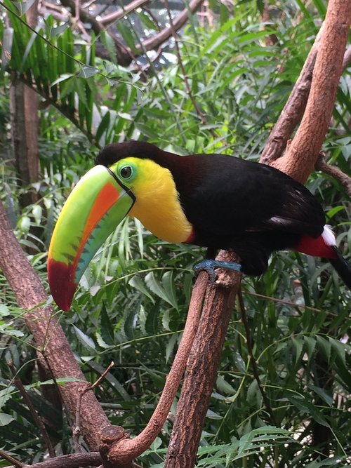 toucan  bird  colorful