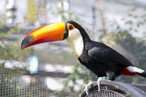 toucan  bird  beak