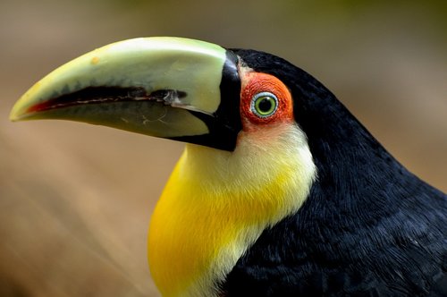toucan  bird  wild