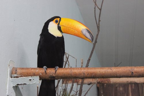 toucan  bird  animals