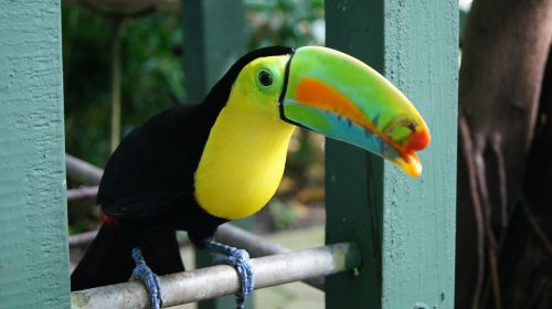 toucan bird colorful