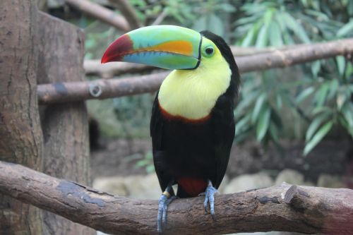 toucan bird tropical bird