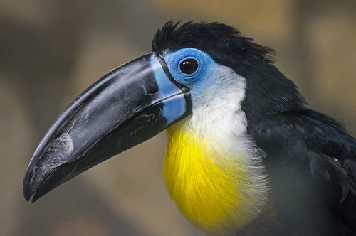 toucan  bird  exotic