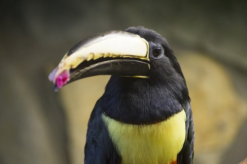 toucan  bird  exotic