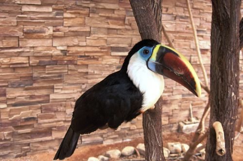 toucan bird animal